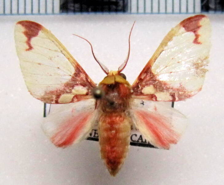 amaxia_chaon_m_gf-standard.jpg
