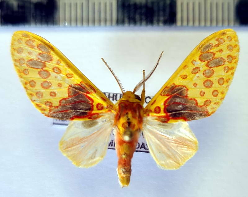 amaxia_flavipuncta_m02_eq-standard.jpg