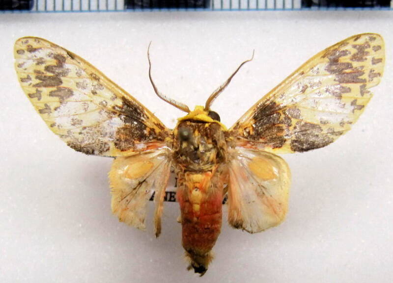 amaxia_ornata_m_gf-standard.jpg