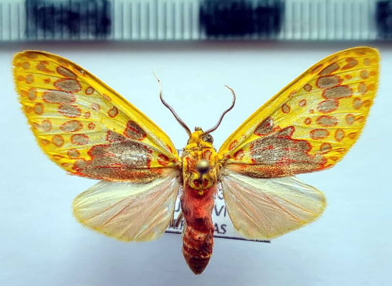 amaxia_pardalis_m_eq-standard.jpg