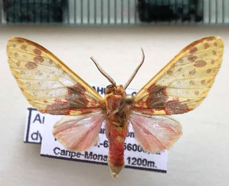 amaxia_pardalis_osmophora_m01_ven-standard.jpg