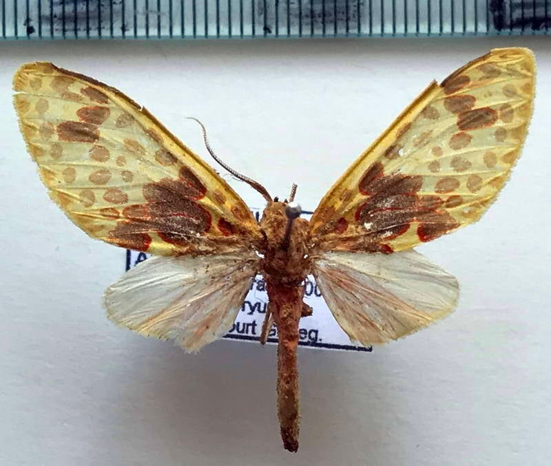 amaxia_pulchra_f_bol-standard.jpg