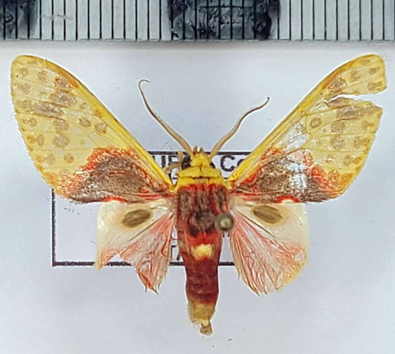 amaxia_sp210_m_eq-standard.jpg