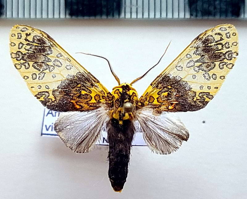 amaxia_violacea_m03_eq-standard.jpg