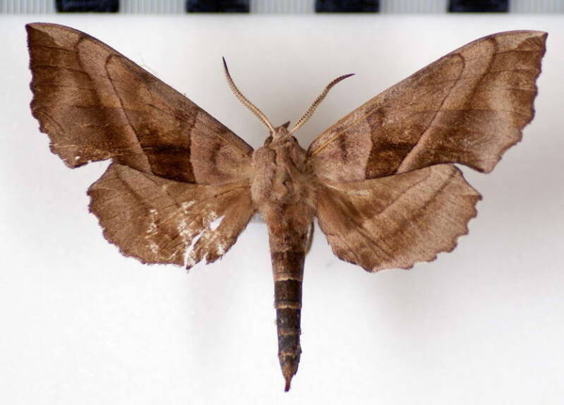amorpha_juglandis_mex-standard.jpg