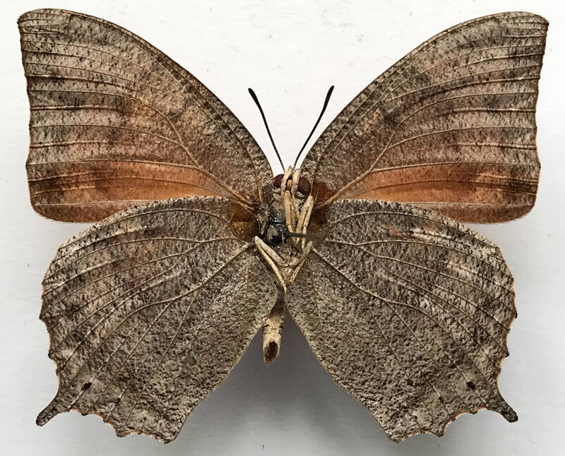 anaea_aidea_m_mex_v-standard.jpg