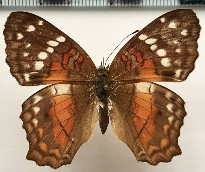 anartia_amathea_f_col-standard.jpg