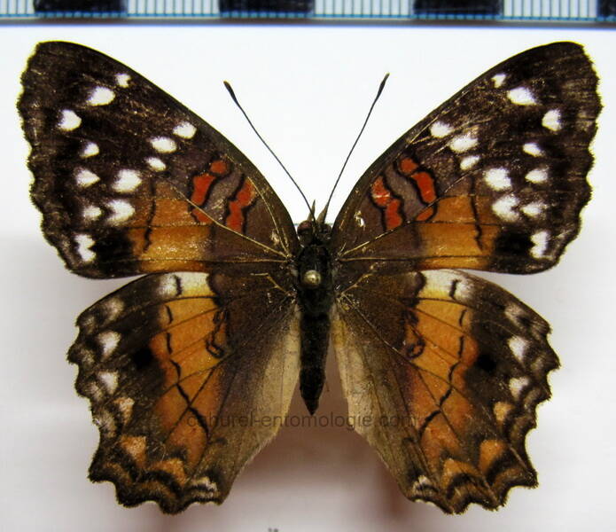 anartia_amathea_f_eq-standard.jpg