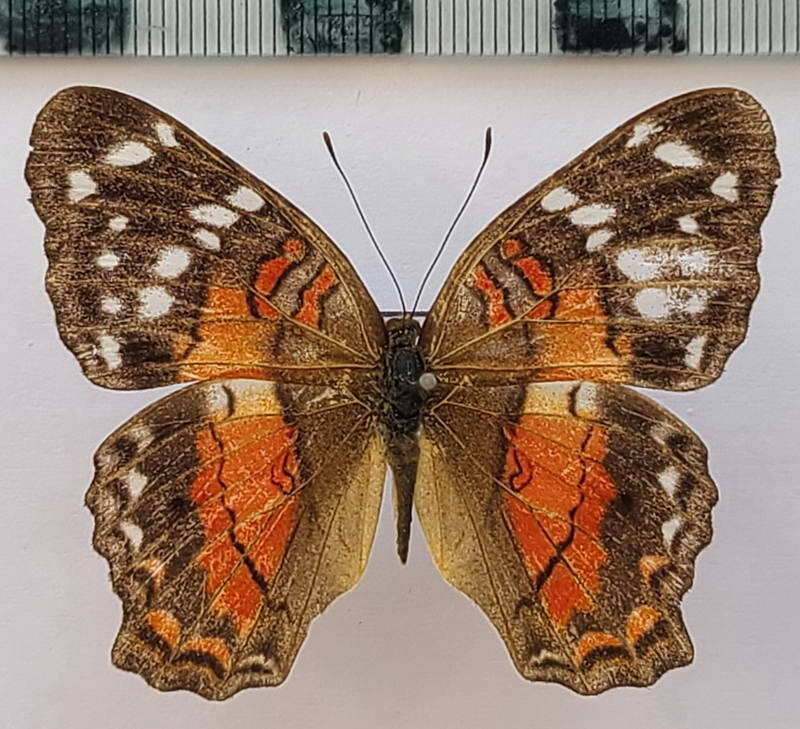 anartia_amathea_f_vna-standard.jpg
