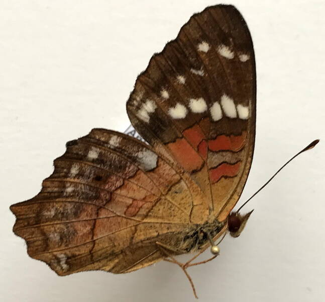 anartia_amathea_m_eq_v-standard-ijgydz.jpg