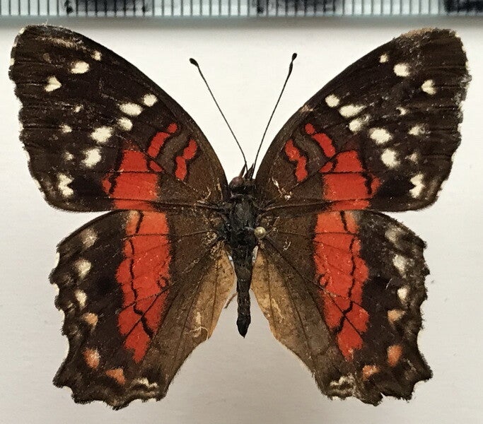 Anartia amathea mâle A1-  Guyane française