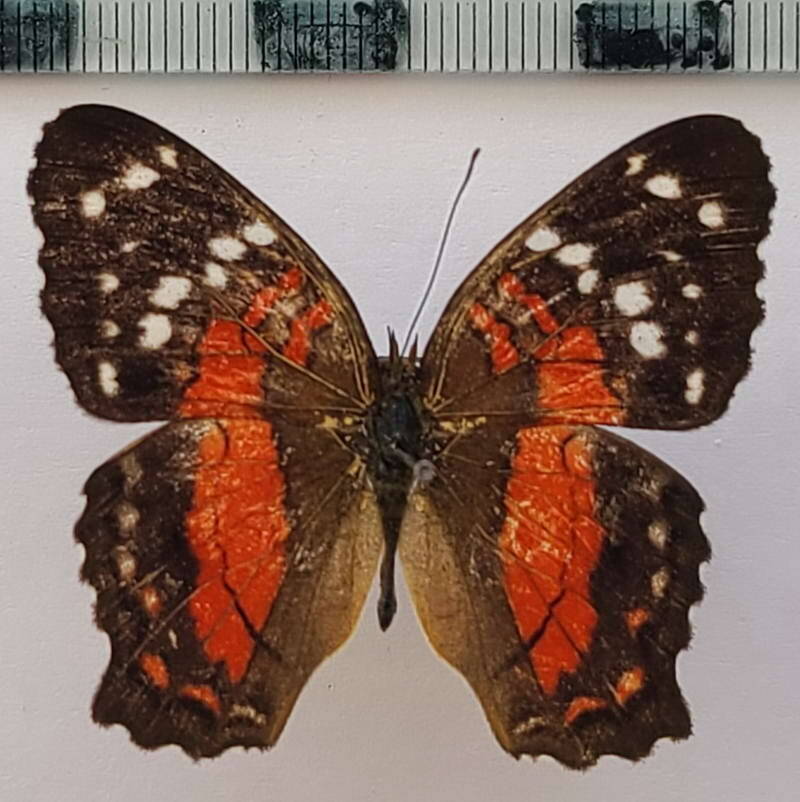 anartia_amathea_m_vnz-standard.jpg