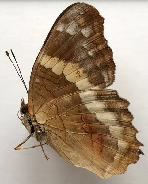 anartia_fatima_m_nicaragua-standard.jpg