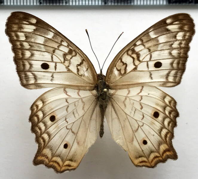 anartia_jatrophae_luteipicta_m_mex-standard.jpg