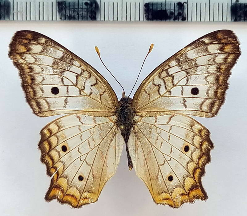 anartia_jatrophae_m02_mex-standard.jpg