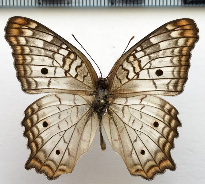 anartia_jatrophae_m_gf_2-standard.jpg