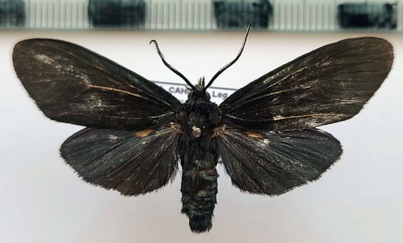 anaxita_sp1061_m_eq-standard.jpg