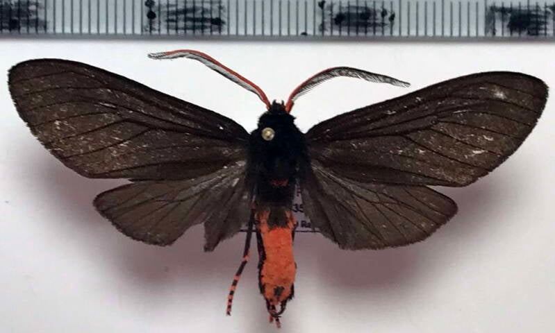 anaxita_sp848_m_col-standard.jpg