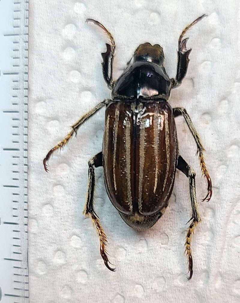 ancistrosoma-sp1033_Equateur