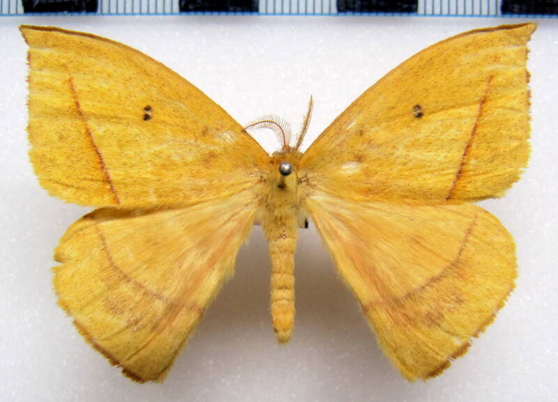 ancistrota_plagiata_gf_m-standard.jpg