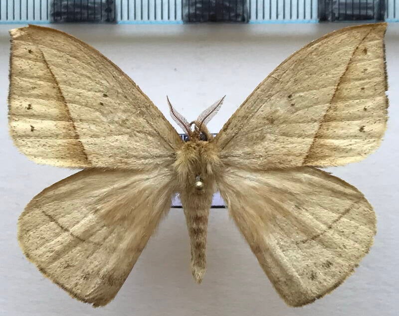 ancistrota_sp_m02_eq-standard.jpg