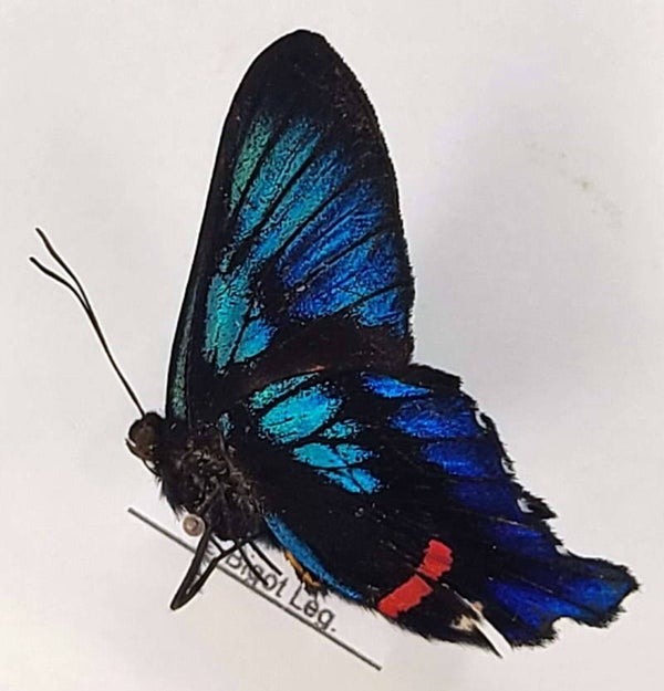 Ancyluris aulestes mâle A1-  Equateur
