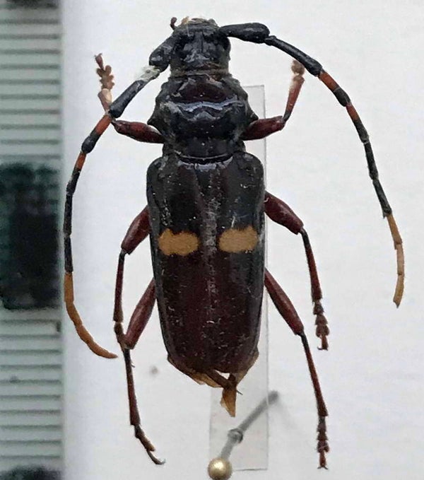 Andraegoidus lacordairei femelle Guyane française