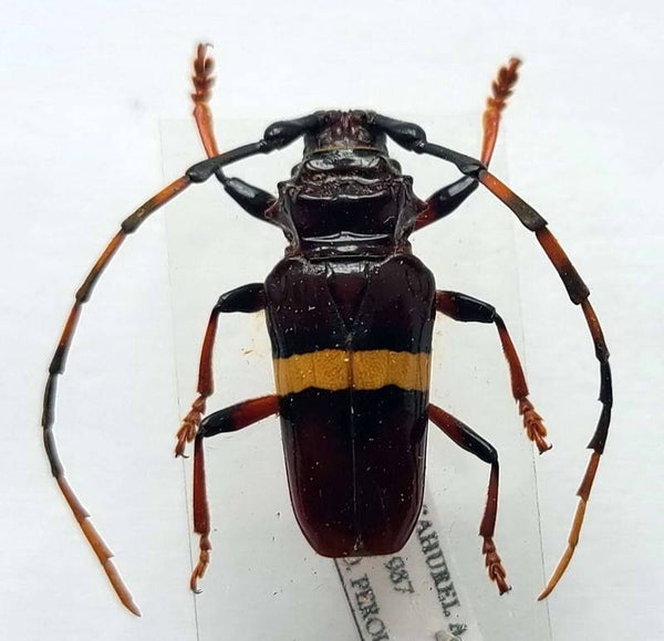 Andraegoidus lacordairei mâle  Guyane française