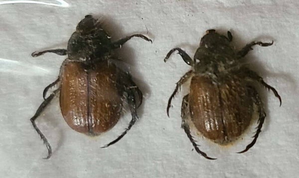 Anisoplia villosa duo  France