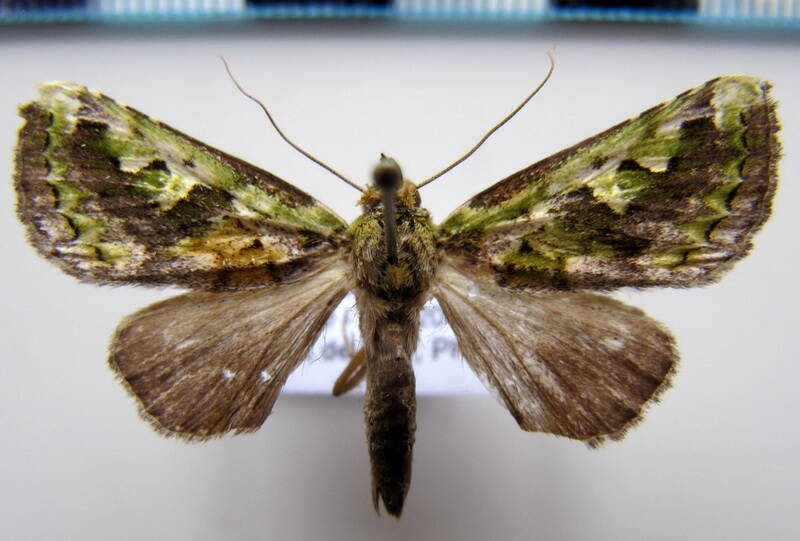 ankale_viridis_gf-standard.jpg