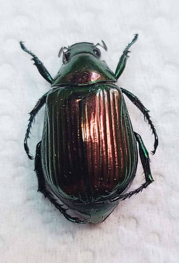 Anomala sp 1207 Equateur