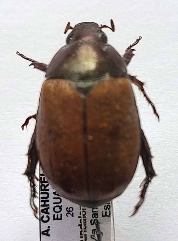 Anomalini sp 941 Equateur