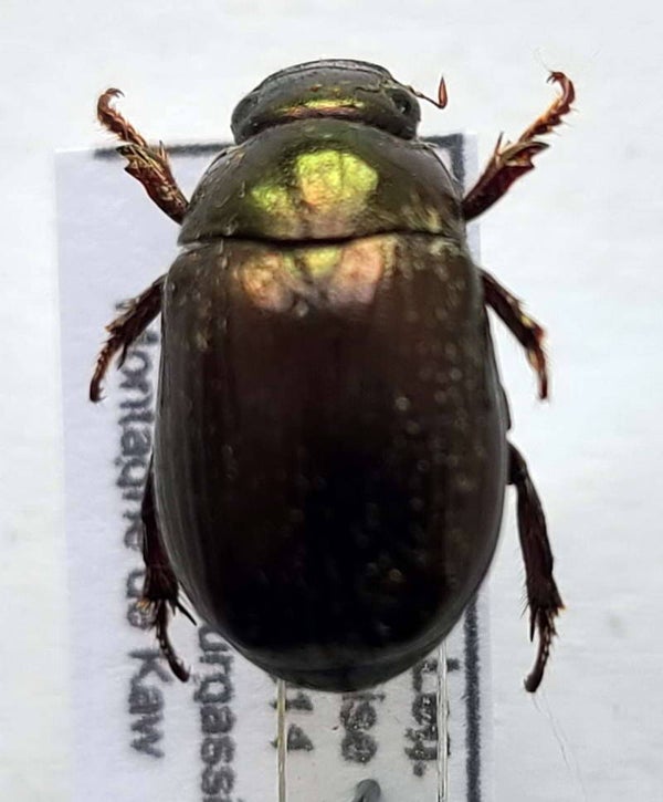 Anomalini sp 9953 Guyane fr