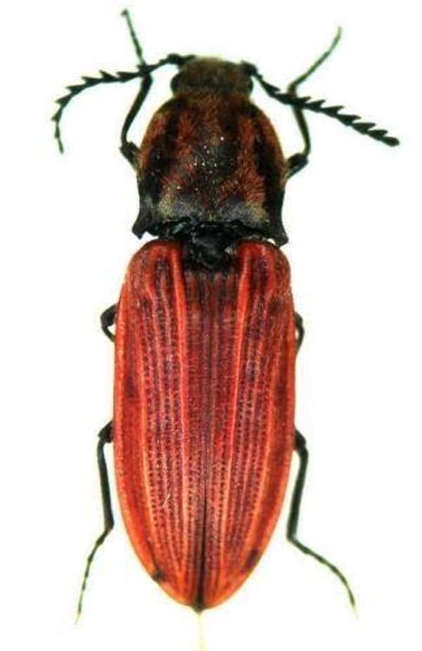 Anotirus purpureus France