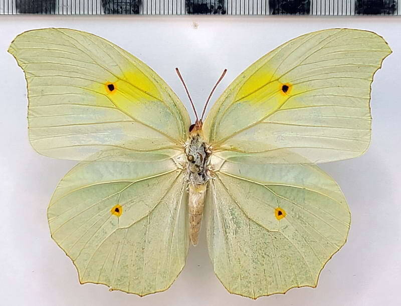 anteos_maerula_f_vnz-standard.jpg