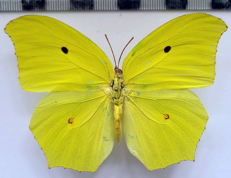 anteos_maerula_m_per-standard.jpg