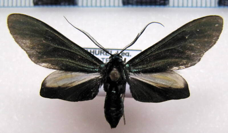 antichloris-eriphia_eq03-standard.jpg