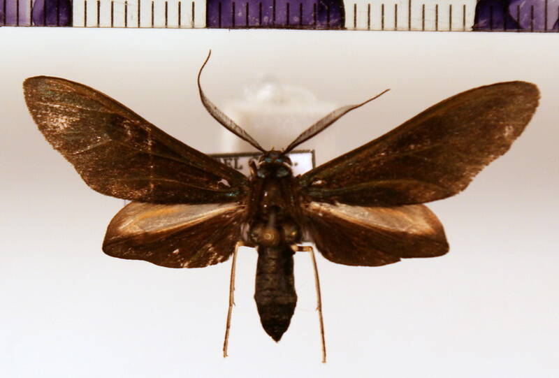 antichloris_eriphia_m-standard.jpg