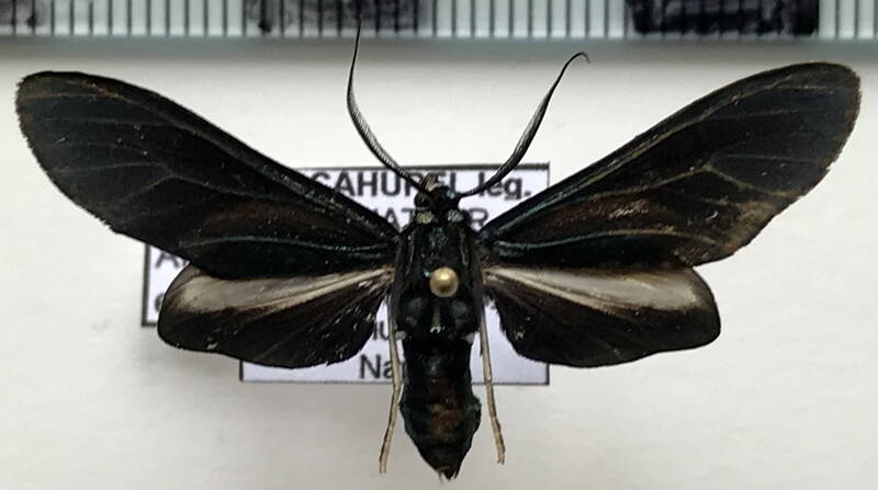 antichloris_eriphia_m02_eq-standard.jpg