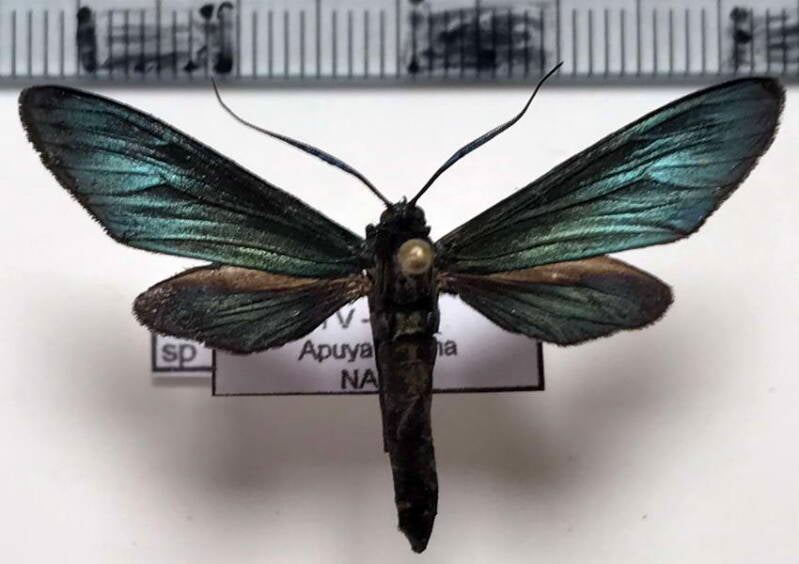 antichloris_sp775_m_eq-standard.jpg