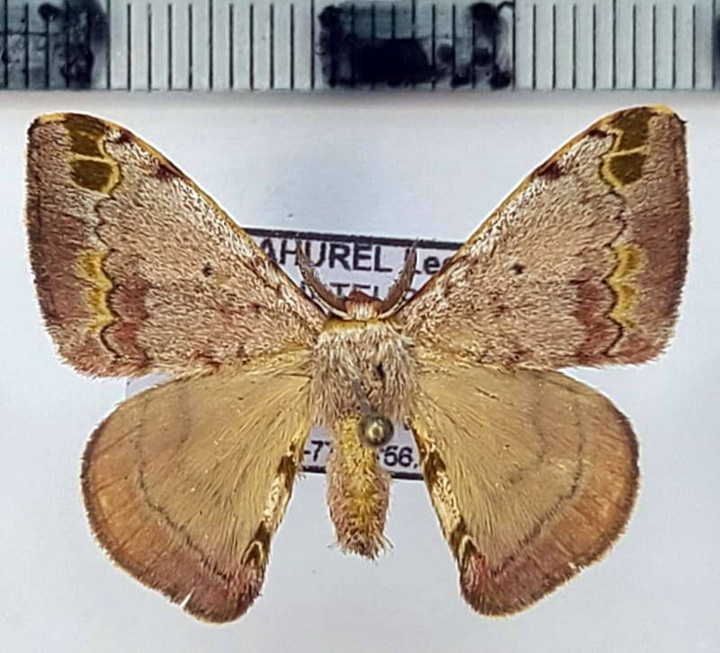 Anticla_sp1065_m_Equateur