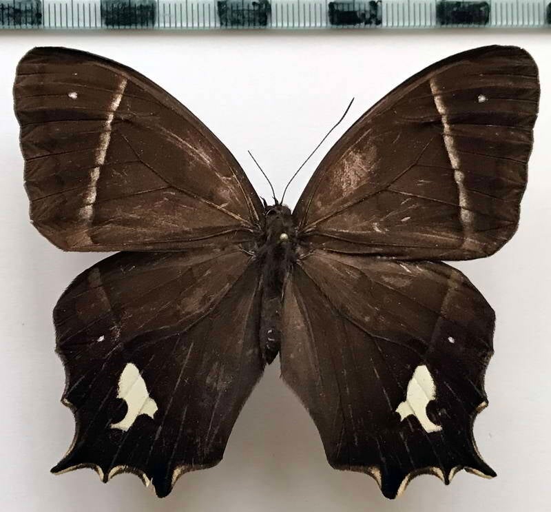 antirrhea_philoctetes_lindigii_m_eq-standard.jpg