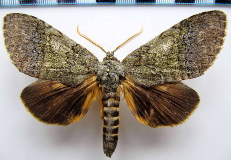 anurocampa_mingens_m_gf-standard.jpg