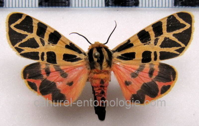 apantesis_sp_mex-standard.jpg