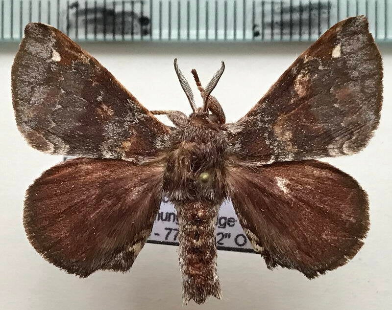 Apatelodes_albipunctat_m02_Equateur