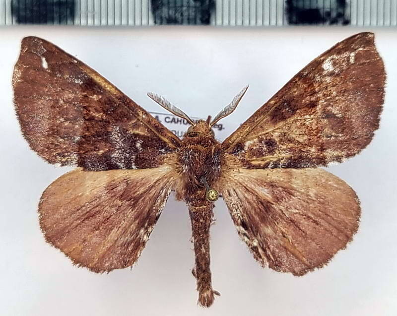 Apatelodes_albipunctata_m02_Equateur