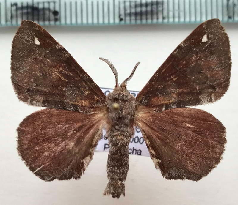 Apatelodes_albipunctata_m_Equateur