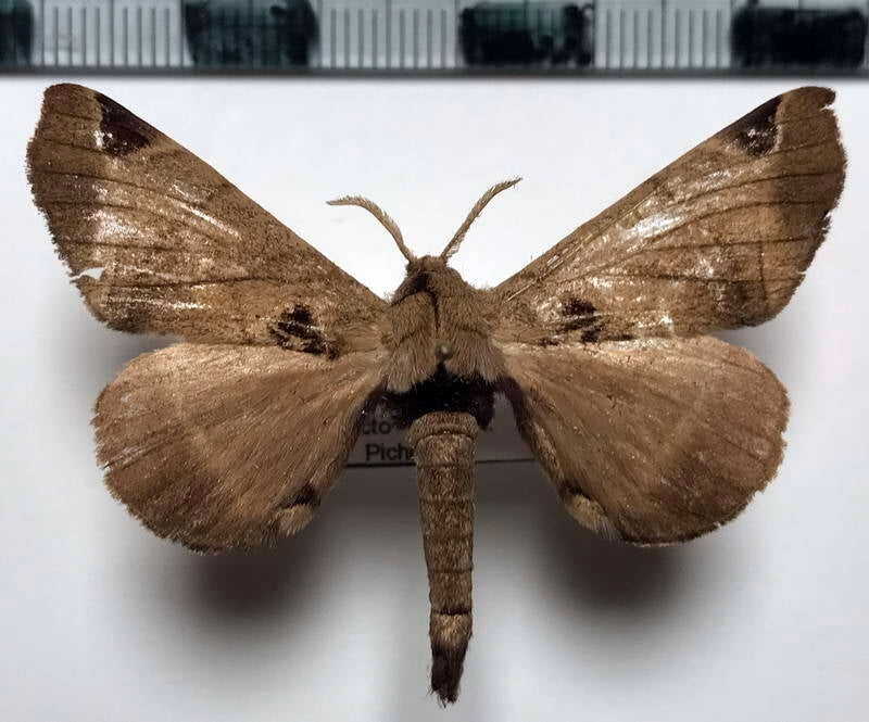 Apatelodes_catarinensis_m_Equateur