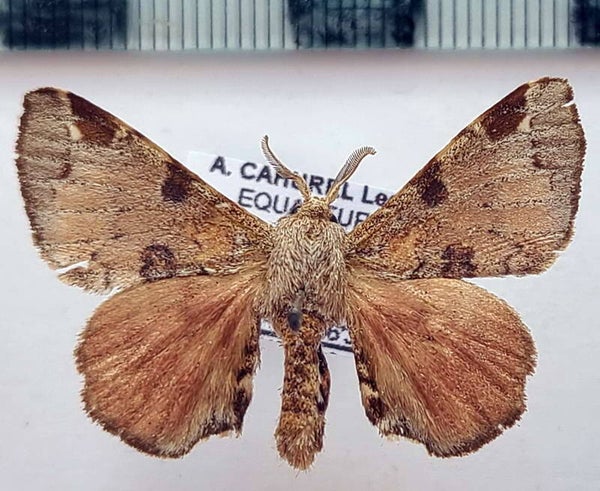 Apatelodes damora mâle Equateur