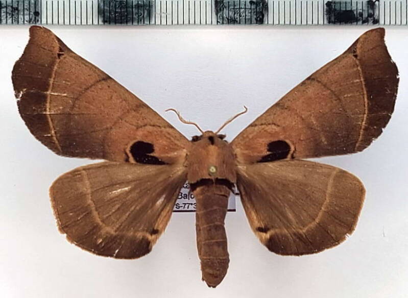 Apatelodes_lapitha_f02_Equateur